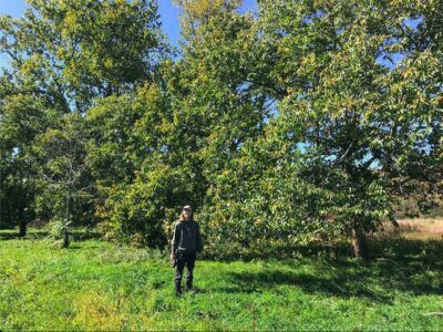 A Brief History of Chestnuts and New Hope Image